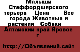 Малыши Стаффордширского терьера  › Цена ­ 1 - Все города Животные и растения » Собаки   . Алтайский край,Яровое г.